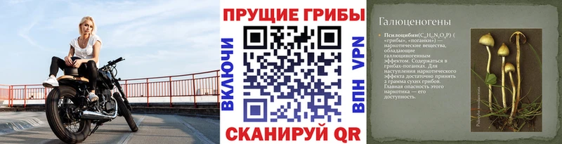 Купить где  Ртищево  Галлюциногенные грибы MAGIC MUSHROOMS 